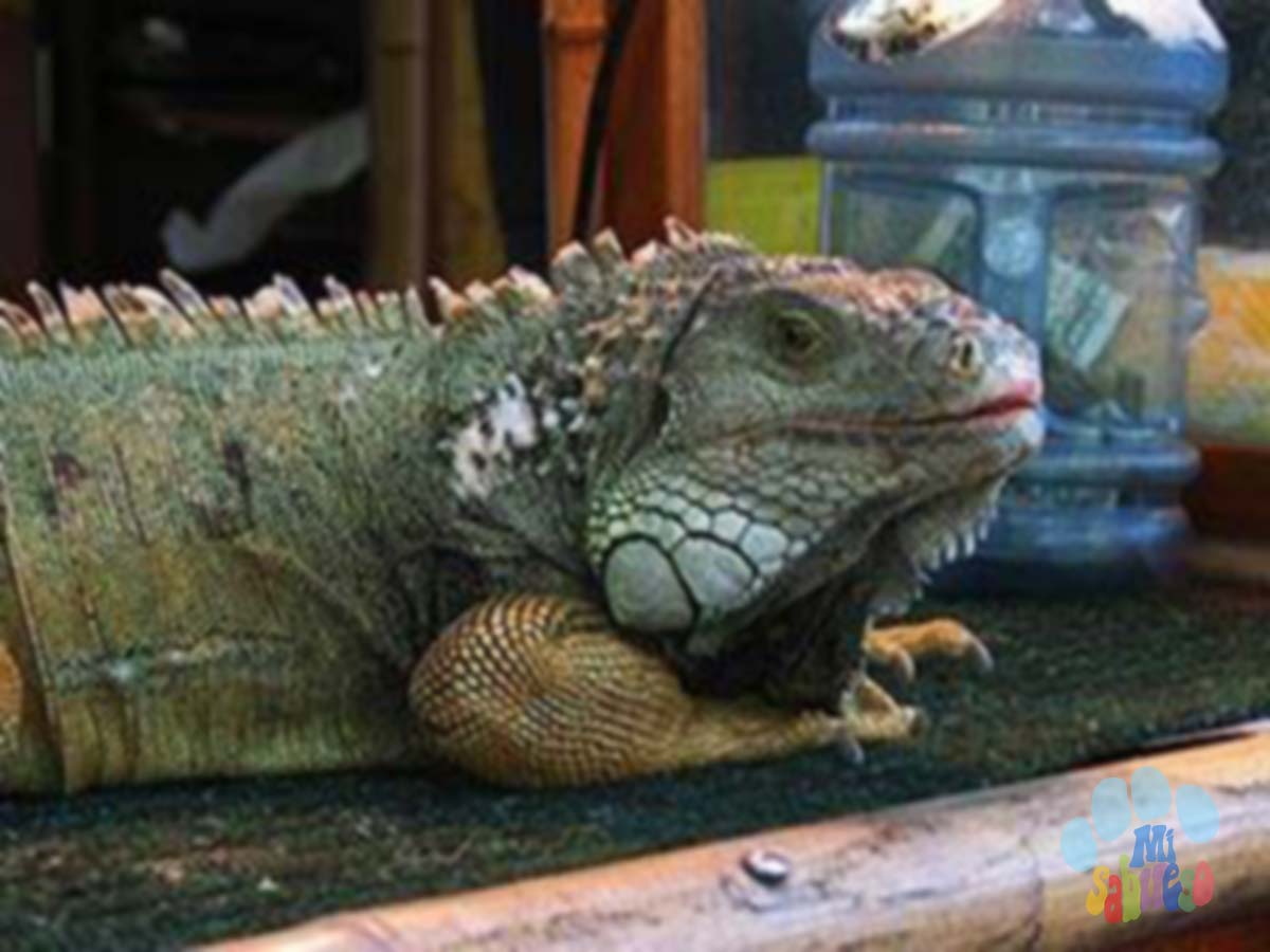 Soñar con Iguana | Significado de los Sueños | MiSabueso